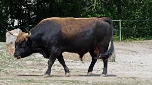 Attēlu rezultāti vaicājumam “Bos primigenius taurus”