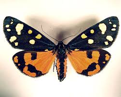 Attēlu rezultāti vaicājumam “Callimorpha dominula”