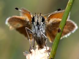 Attēlu rezultāti vaicājumam “Thymelicus lineola female”