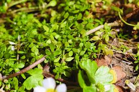 Attēlu rezultāti vaicājumam “Callitriche hermaphroditica leaf”