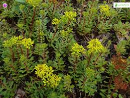 Attēlu rezultāti vaicājumam “Sedum aizoon flower”