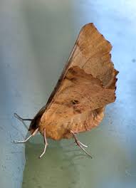 Attēlu rezultāti vaicājumam “Ennomos autumnaria”