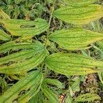 Attēlu rezultāti vaicājumam “Polygonatum odoratum fruit”