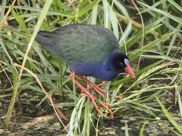 Image result for Porphyrio alleni