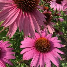 Image result for roter Sonnenhut