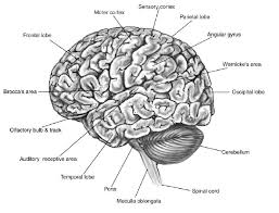 Image result for map of the brain