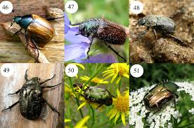 Attēlu rezultāti vaicājumam “Ceruchus chrysomelinus imago”