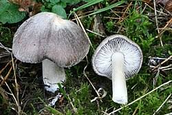 Attēlu rezultāti vaicājumam “Tricholoma flavovirens”