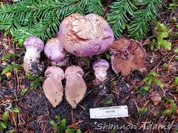 Attēlu rezultāti vaicājumam “Cortinarius traganus”