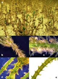 Attēlu rezultāti vaicājumam “Chara aspera male”