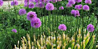 Attēlu rezultāti vaicājumam “Allium holandicum leaf”