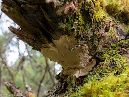 Attēlu rezultāti vaicājumam “Cystostereum murrayi”