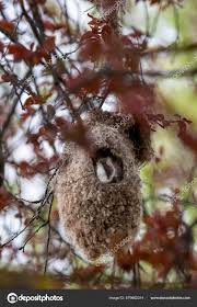 Attēlu rezultāti vaicājumam “Remiz pendulinus nest”