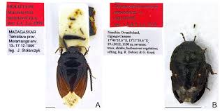 Attēlu rezultāti vaicājumam “Cydnidae”