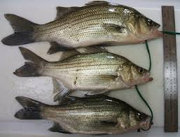 Image result for Morone chrysops