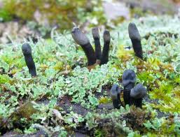 Attēlu rezultāti vaicājumam “Holwaya mucida”