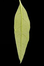 Attēlu rezultāti vaicājumam “Atriplex calotheca leaf”