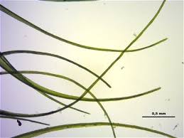 Attēlu rezultāti vaicājumam “Dicranodontium denudatum”