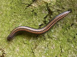 Attēlu rezultāti vaicājumam “Ommatoiulus sabulosus aimatopodus”