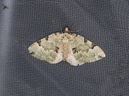 Attēlu rezultāti vaicājumam “Colostygia pectinataria”