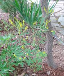 Attēlu rezultāti vaicājumam “Melilotus officinalis leaf”