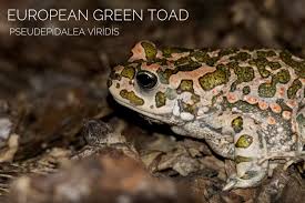 Attēlu rezultāti vaicājumam “Pseudepidalea viridis”