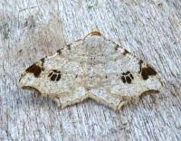 Attēlu rezultāti vaicājumam “Macaria notata”