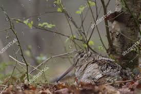 Attēlu rezultāti vaicājumam “Scolopax rusticola nest”