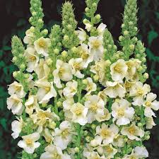 Attēlu rezultāti vaicājumam “Verbascum”