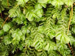 Attēlu rezultāti vaicājumam “Plagiochila asplenioides”