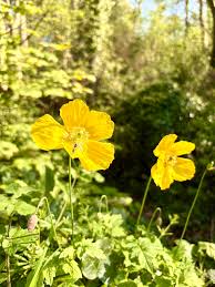 Image result for Meconopsis cambrica