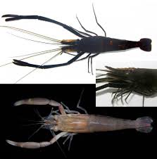 Attēlu rezultāti vaicājumam “Amaurochaete fusiformis macro”