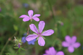 Attēlu rezultāti vaicājumam “Erodium cicutarium flower”