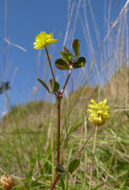 Attēlu rezultāti vaicājumam “Trifolium aureum flower”