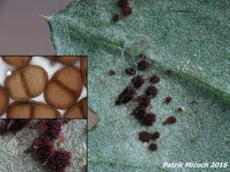 Attēlu rezultāti vaicājumam “Puccinia sessilis”