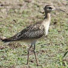 Image result for Numenius minutus