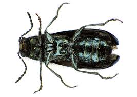 Attēlu rezultāti vaicājumam “Dasytes caeruleus”