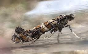 Attēlu rezultāti vaicājumam “Gracillaria syringella larva”