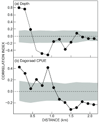 Image result for Chrysoblephus cristiceps
