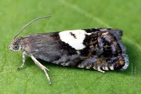 Attēlu rezultāti vaicājumam “Pammene rhediella”