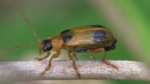 Attēlu rezultāti vaicājumam “Phyllobrotica quadrimaculata”