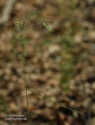 Attēlu rezultāti vaicājumam “Poa nemoralis”