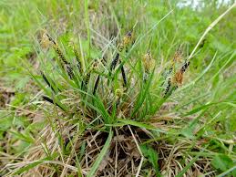 Attēlu rezultāti vaicājumam “Carex nigra”