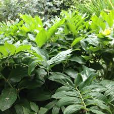 Attēlu rezultāti vaicājumam “Polygonatum multiflorum”