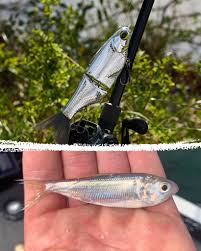 Image result for Alosa aestivalis