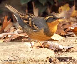 Image result for Ixoreus naevius