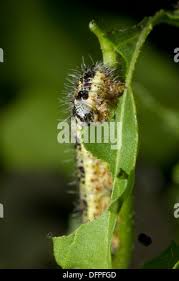 Attēlu rezultāti vaicājumam “Pieris brassicae larva”