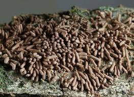 Attēlu rezultāti vaicājumam “Heterotrichia ferruginea (syn. Arcyria ferruginea)”