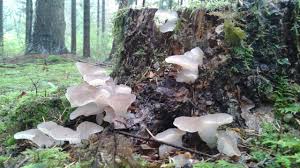 Attēlu rezultāti vaicājumam “Pseudohydnum gelatinosum”