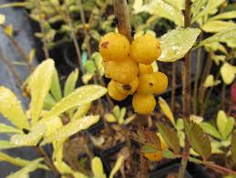 Attēlu rezultāti vaicājumam “Daphne mezereum fruit”